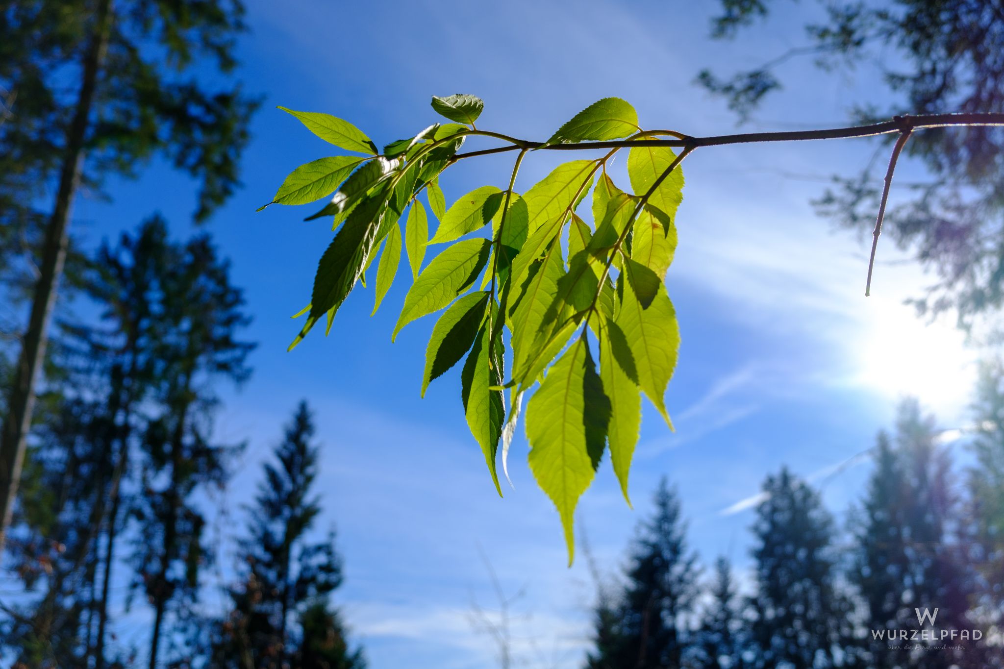 Die letzten grünen Blätter